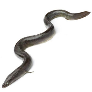 Eel Fish