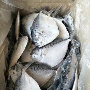 Moon fish