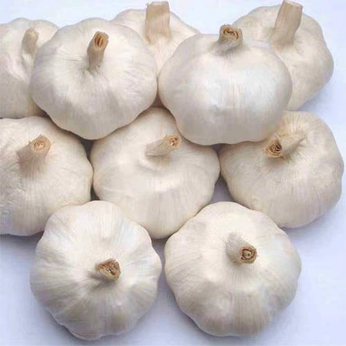 Fresh Garlic