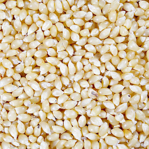 White Corn